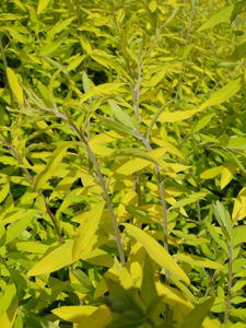 Picture of Spiraea